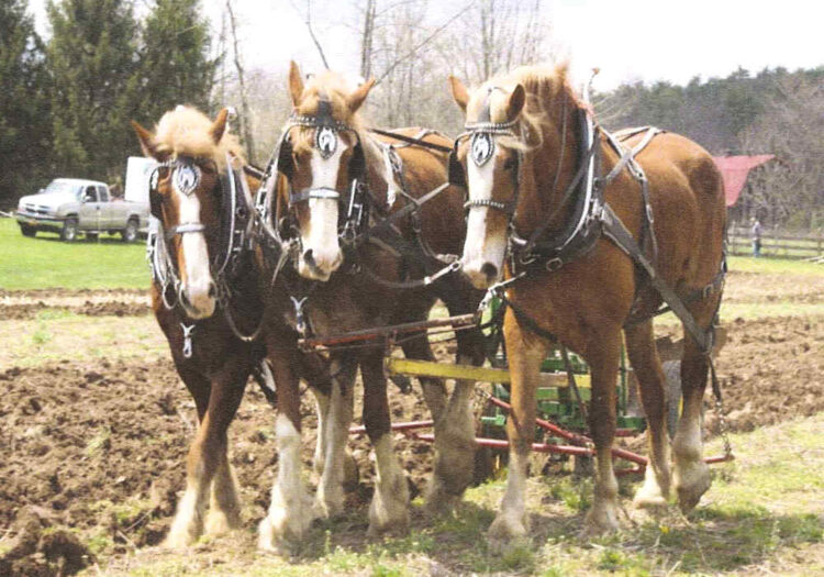 Hudson Valley Draft Horse Association - Plow Day