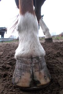 The Preventive Hoof Care Method by Nadine Caba