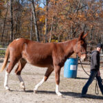 Roping 101 event at JL Performance Horses