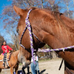 Roping 101 event at JL Performance Horses