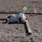 Ulster County Horse Council Horse Show