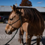 Ulster County Horse Council Horse Show