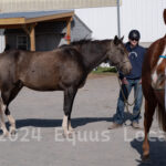 Ulster County Horse Council Horse Show