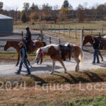 Ulster County Horse Council Horse Show