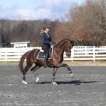 Charell Garcia | Maplewood Warmbloods