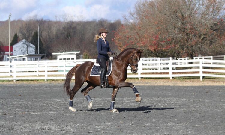 Charell Garcia | Maplewood Warmbloods